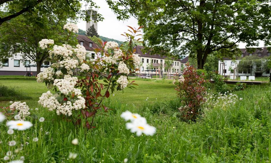 Der andere Park in Heidelberg, grüne Wiese, weiße Blumen, Bäume