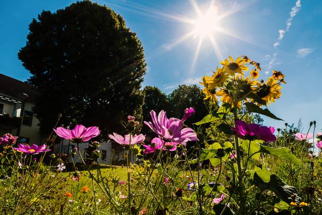 Blumenwiese